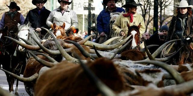 Arnaque financière « bestiale » au pays des cow-boys - ABDJ Patrimoine | Stratégie financière