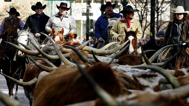 Arnaque financière « bestiale » au pays des cow-boys - ABDJ Patrimoine | Stratégie financière