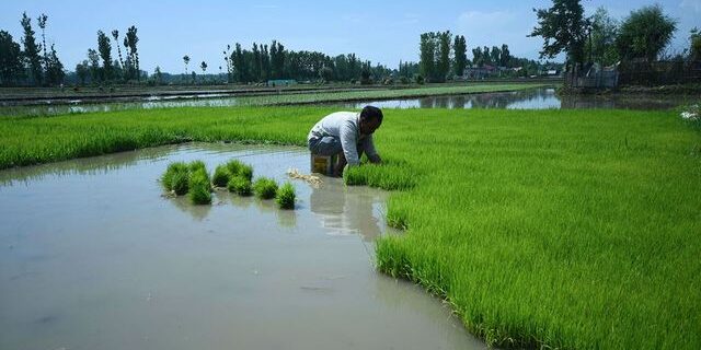 L'Inde maintient le marché du riz sous pression - ABDJ Patrimoine | Stratégie financière
