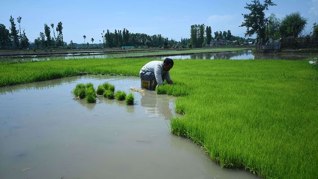 L'Inde maintient le marché du riz sous pression - ABDJ Patrimoine | Stratégie financière