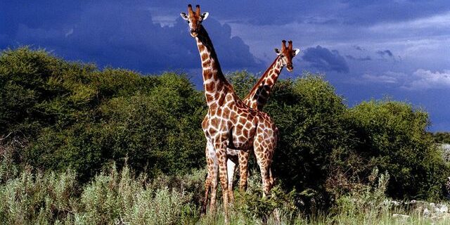 La girafe, improbable mascotte des épargnants chinois désabusés - ABDJ Patrimoine | Stratégie financière