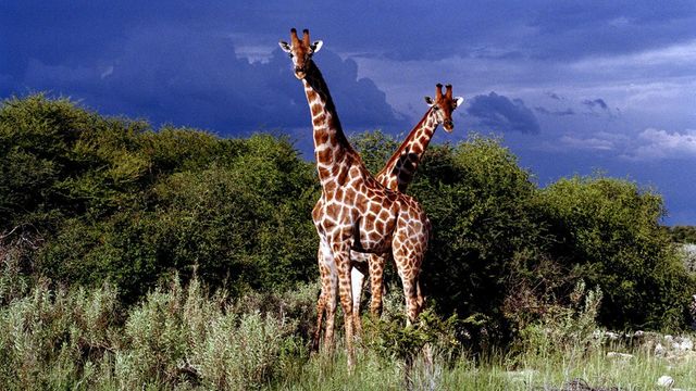 La girafe, improbable mascotte des épargnants chinois désabusés - ABDJ Patrimoine | Stratégie financière