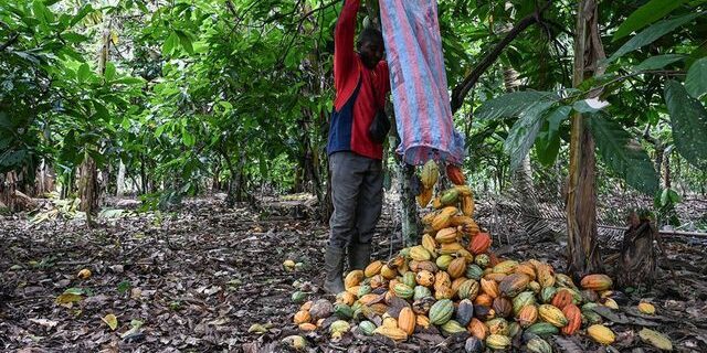 Les prix du cacao s'envolent sur fond de pénurie mondiale - ABDJ Patrimoine | Stratégie financière