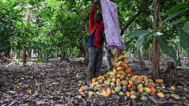 Les prix du cacao s'envolent sur fond de pénurie mondiale - ABDJ Patrimoine | Stratégie financière