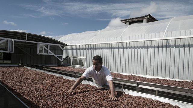 Cacao : les hedge funds se ruent sur « l'or brun » - ABDJ Patrimoine | Stratégie financière