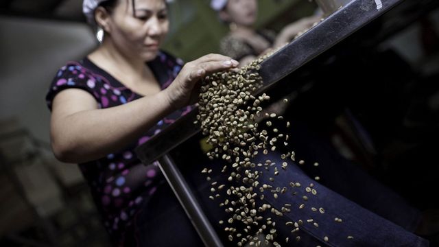 Le café robusta au plus haut depuis 2008 - ABDJ Patrimoine | Stratégie financière