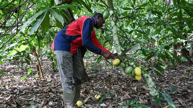 Cacao : la Côte d'Ivoire et le Ghana augmentent les prix payés aux planteurs - ABDJ Patrimoine | Stratégie financière
